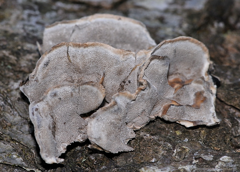 Una Aphyllophorales un p vecchia..(Bjerkandera adusta)